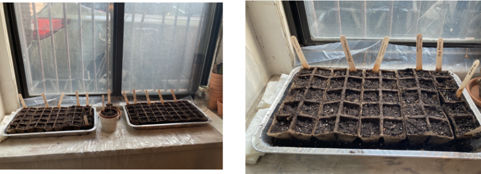 photographs of lasagna trays with soil and abortion herb seeds